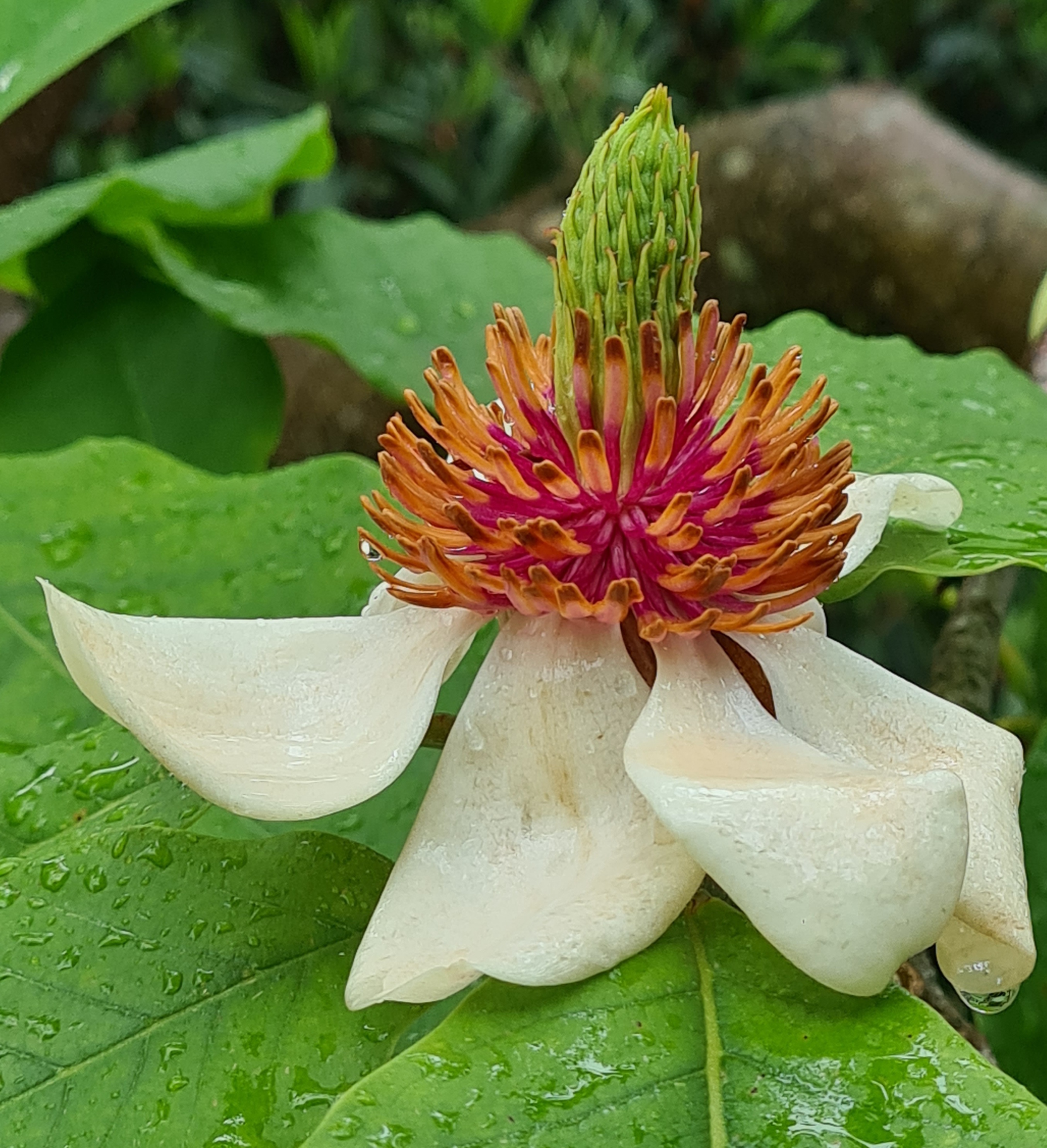 M. x wieseneri